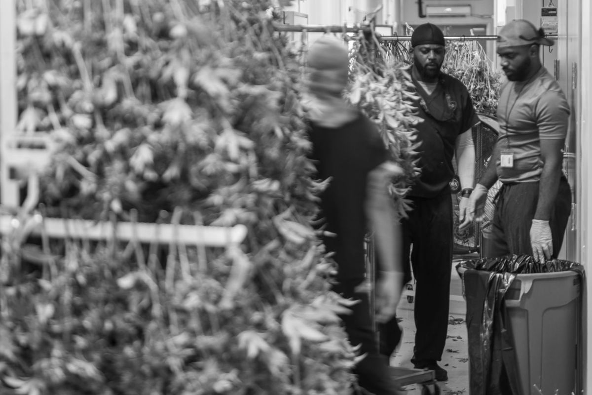 Whole plants hanging in the drying room