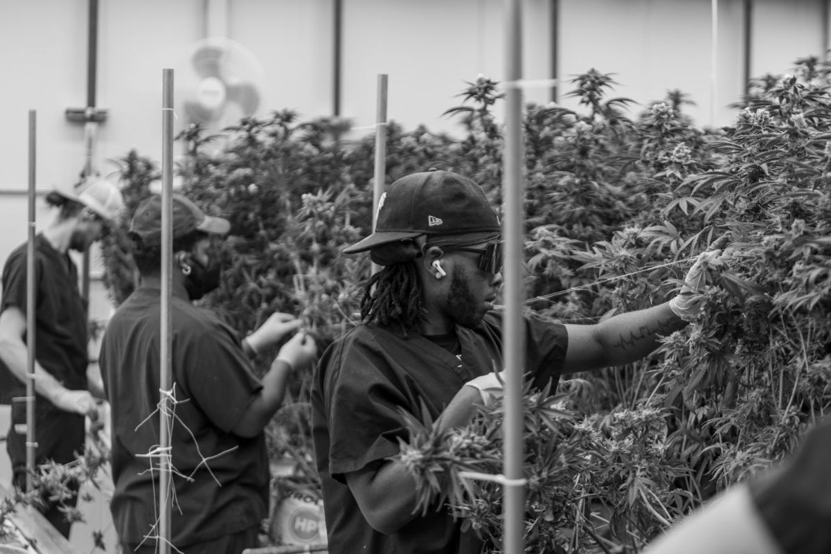 A worker doing hand work at the canopy