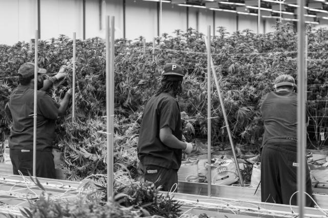 Three workers together at a canopy