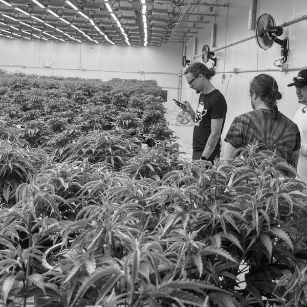 Four of the crew walking a flower room canopy