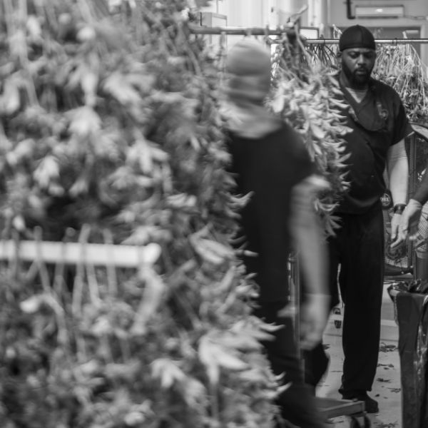 The harvest line working down the drying racks