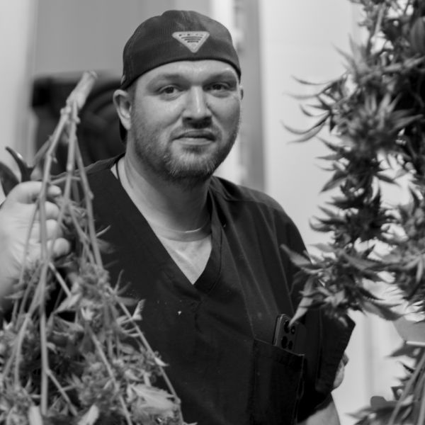 A grower holding a whole plant on harvest day