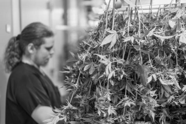 A worker checking plants on the drying rack