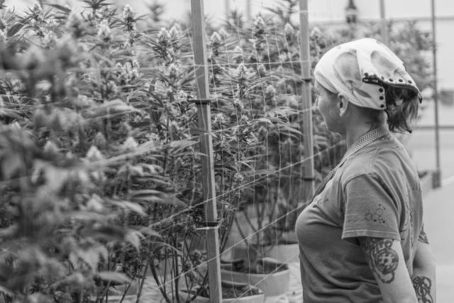 A grower looking over a canopy