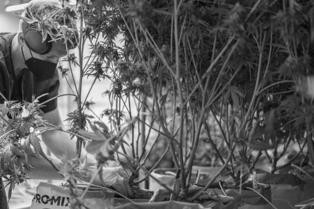 A worker looking closely at a plant