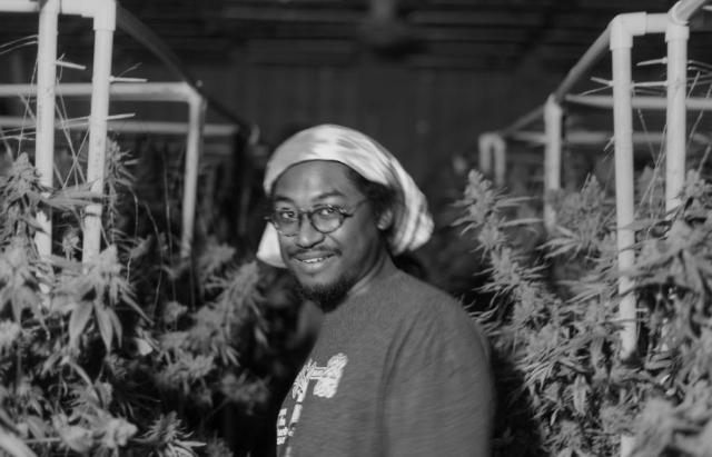 A worker hanging a plant on the drying rack