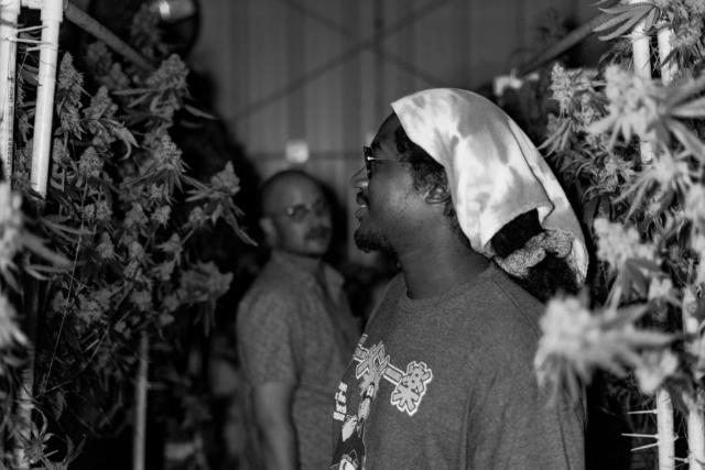 A grower checking a plant by eye