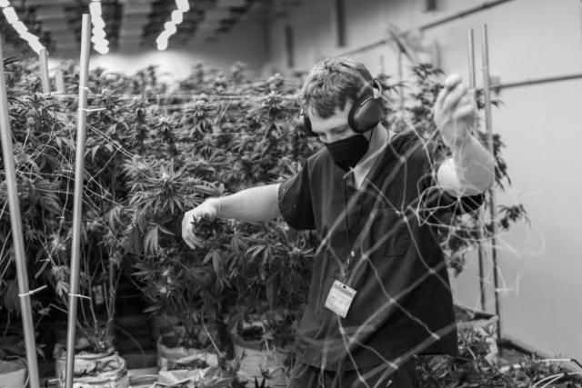 A worker cutting a plant off the bench