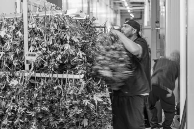 A worker passing an armload of plants