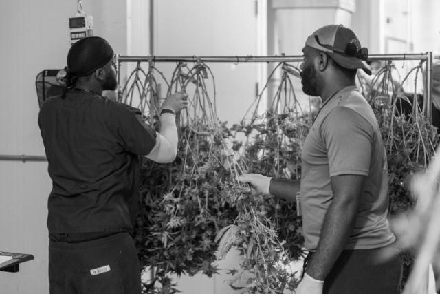 A worker weighing and tagging plants